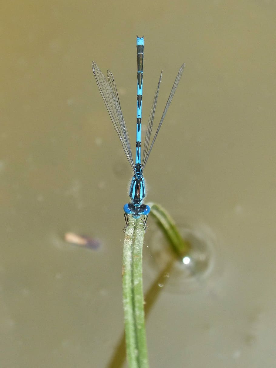 Blue, Dragonfly, Damselfly, Leaf, Pond, blue dragonfly, coenagrion puella HD wallpaper