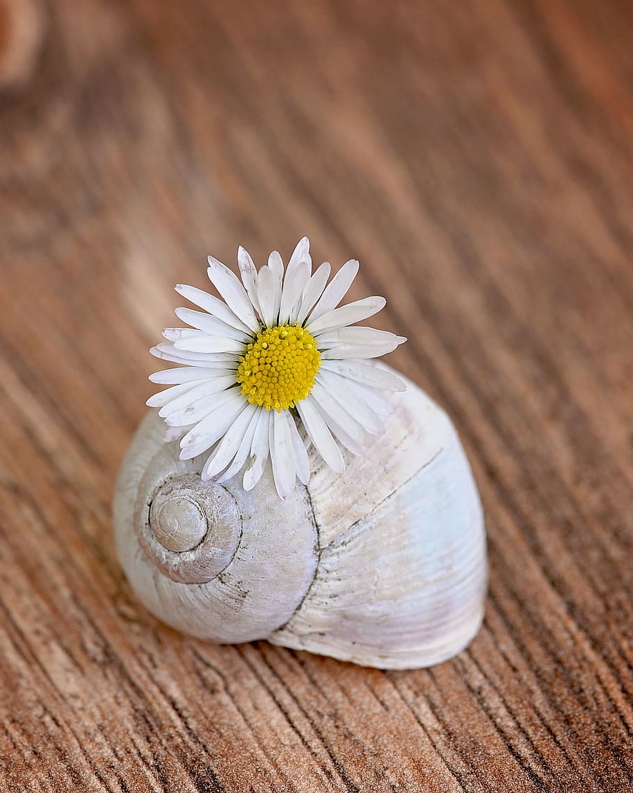 shell, empty snail shell, daisy, flower, blossom, bloom, white-yellow, HD wallpaper