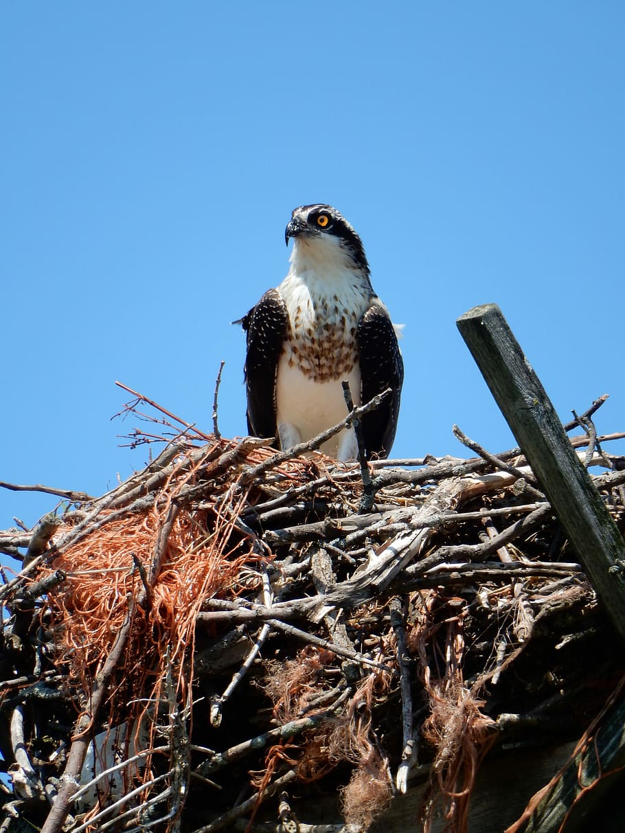 Hawks nest 1080P, 2K, 4K, 5K HD wallpapers free download | Wallpaper Flare