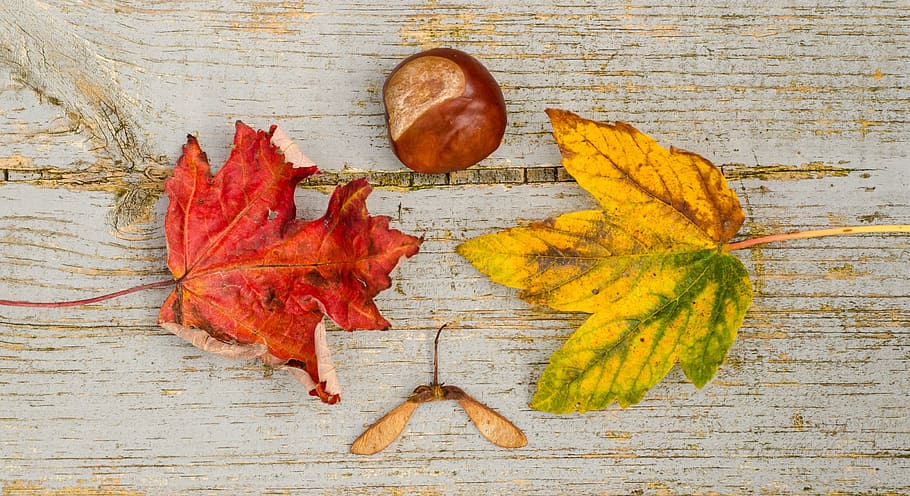 flat lay photography of two green and red leaves beside round red fruit HD wallpaper