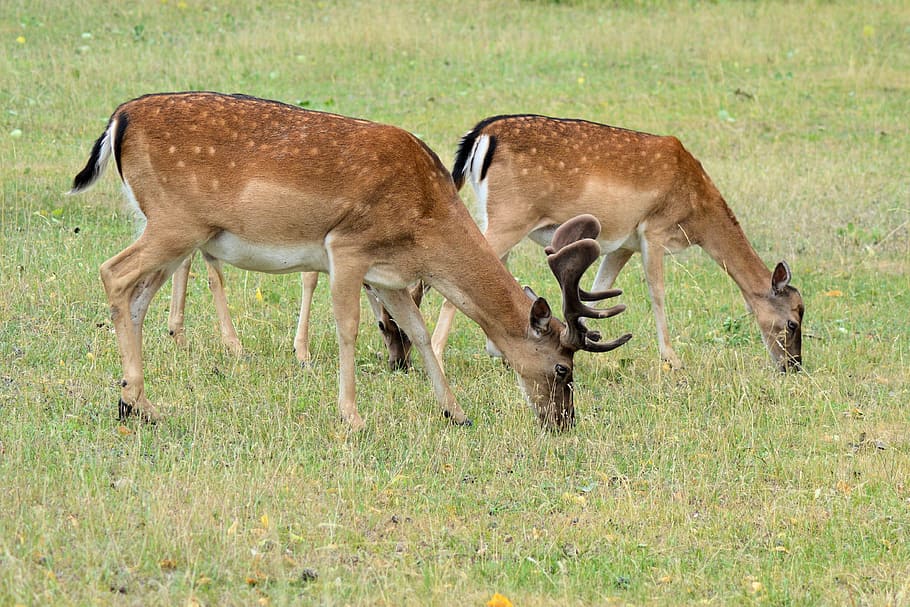 roe deer, hirsch, forest, meadow, fallow deer, mammal, nature HD wallpaper