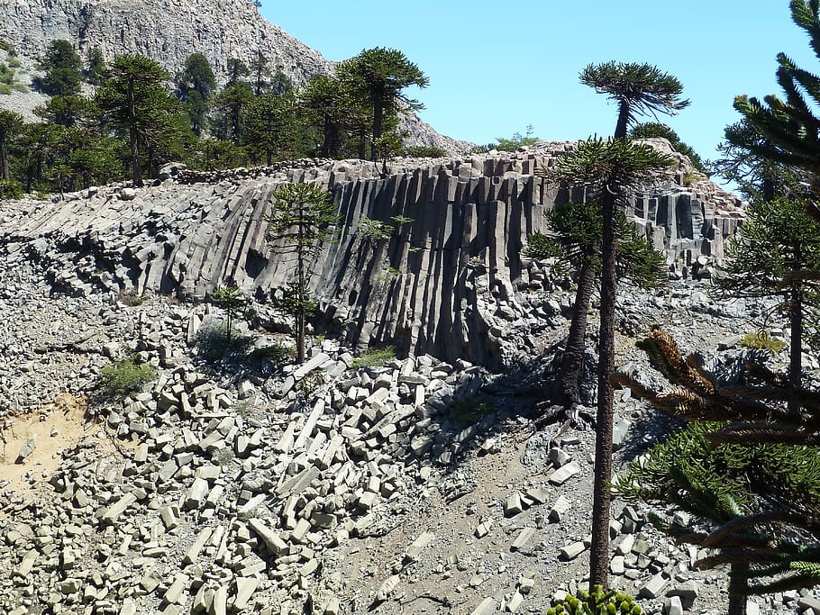 basalt columns, araucaria, trees, andes, patagonia, panoramic, HD wallpaper