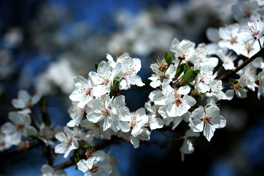 cherry blossom, spring, white, flowering plant, freshness, fragility HD wallpaper