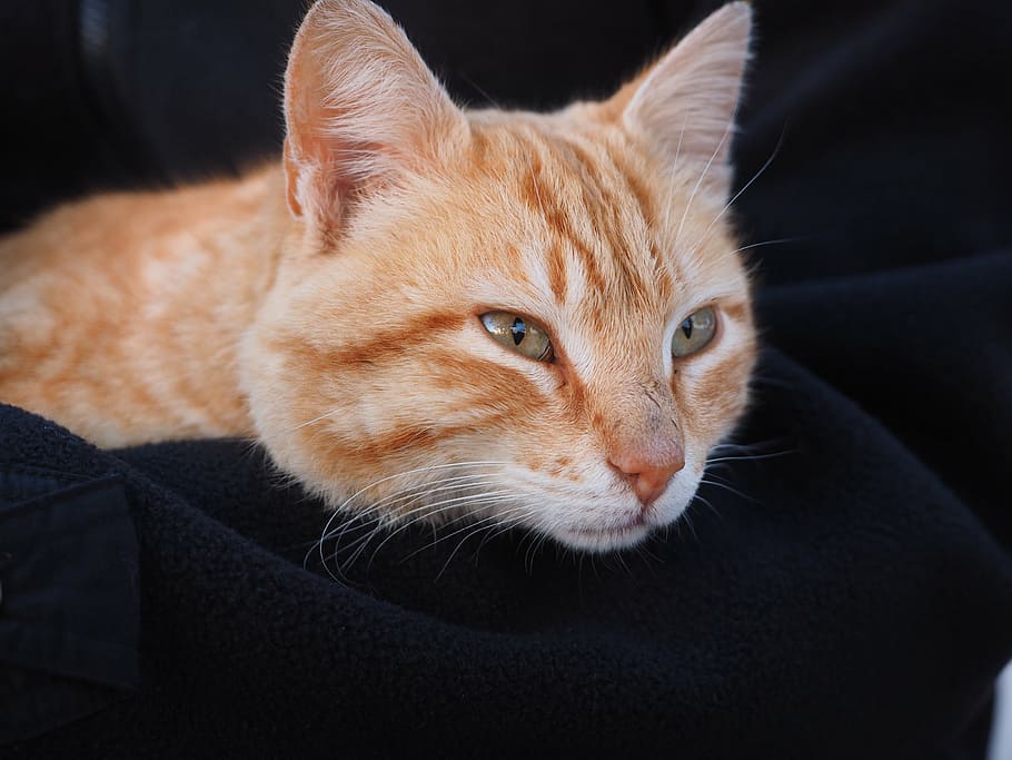 selective focus photo of orange tabby cat laying on black cloth