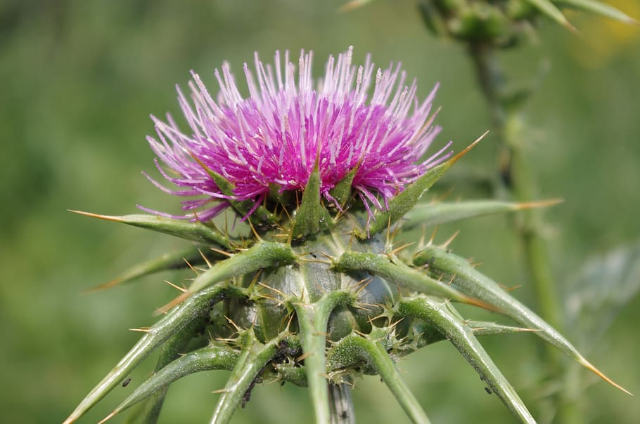 HD wallpaper: purple, thistle, thorn, nature, hardships, hiking, plant ...