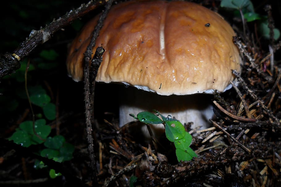 boletus, forest, autumn, mushroom, fungus, plant, vegetable, HD wallpaper
