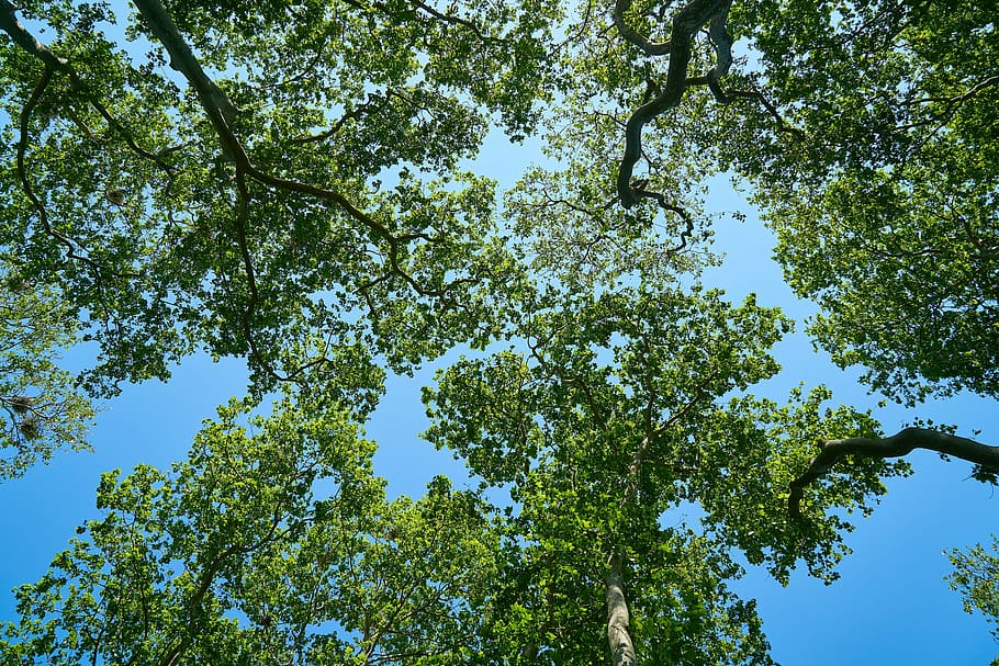 worm eye's photography of green leaf tree, blue, nature, sky HD wallpaper
