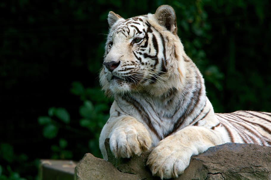 white tiger on stone, Nature, Predator, Wild, feline, portrait HD wallpaper