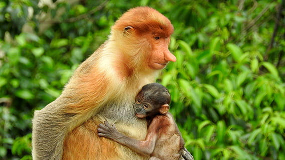 borneo, sepilok, proboscis monkey, primate, animal wildlife HD wallpaper
