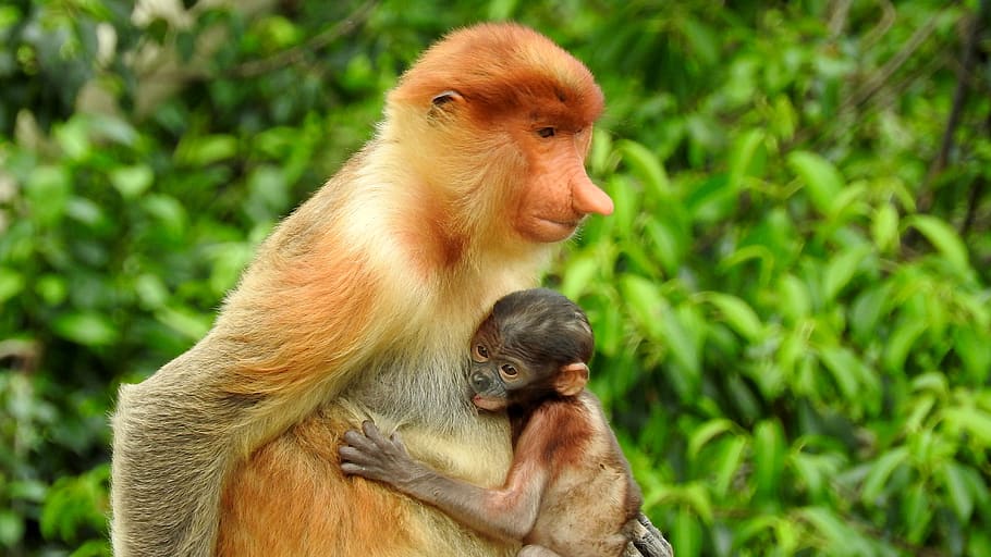 borneo, sepilok, proboscis monkey, primate, animal wildlife HD wallpaper