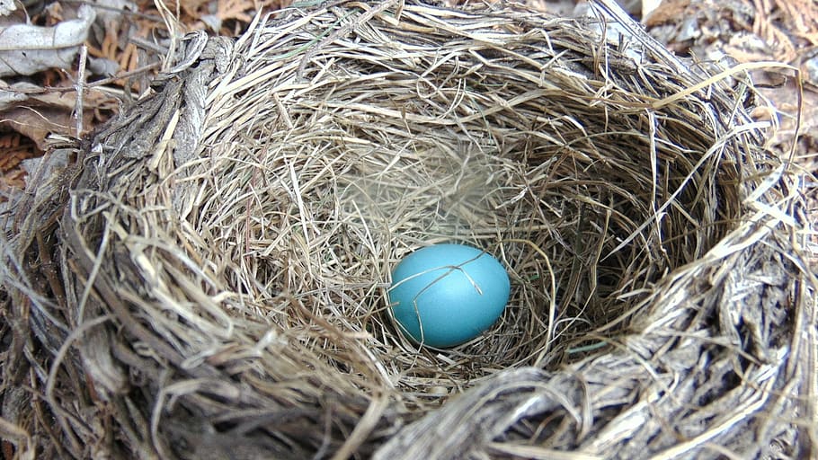 nest, hay, straw, egg, easter, nature, bird, robin egg, blue HD wallpaper