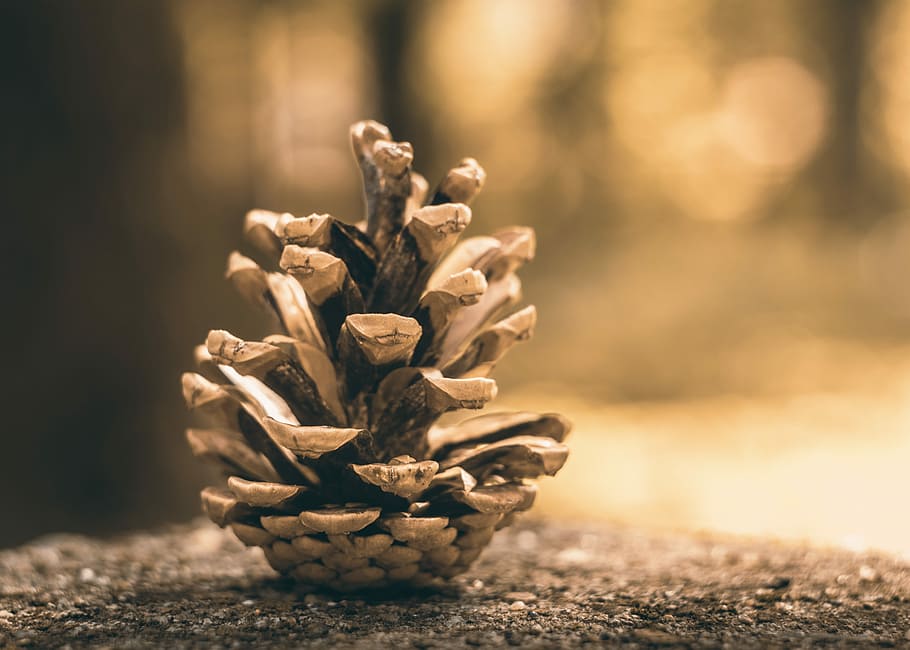 pine, cone, fir, forest, nature, tree, wooden, woods, natural HD wallpaper