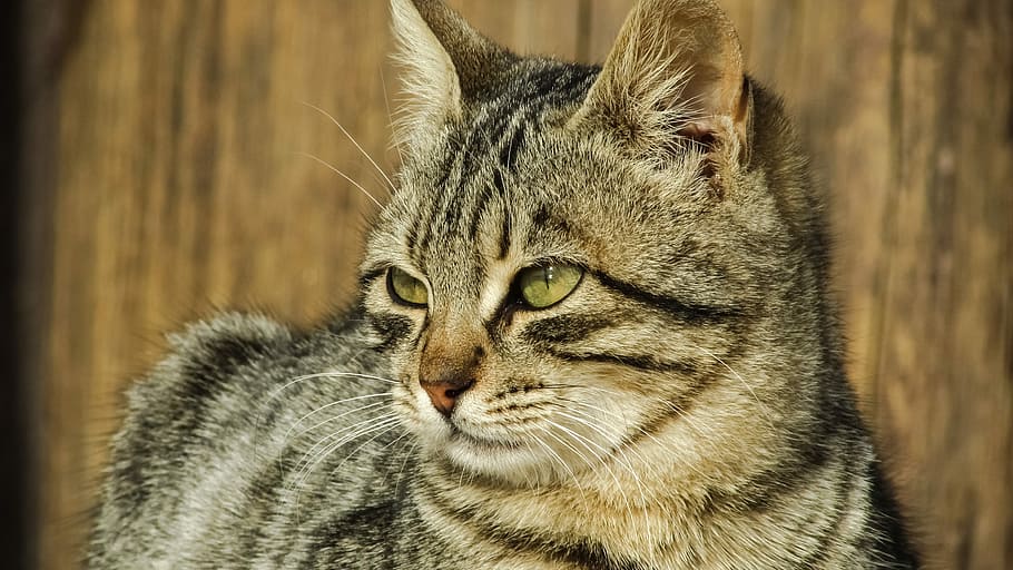 Cat, Stray, Face, Eyes, Portrait, Animal, homeless, young, kitty HD wallpaper