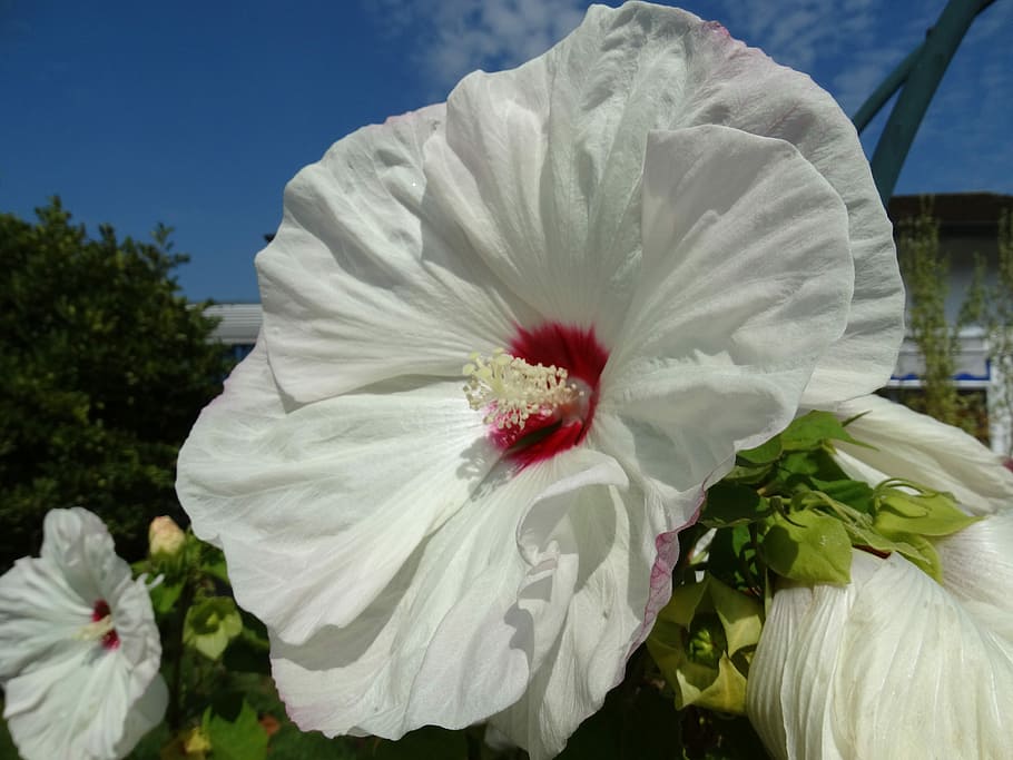 Flowers, Blossom, Bloom, White, Nature, flora, flowering stems HD wallpaper