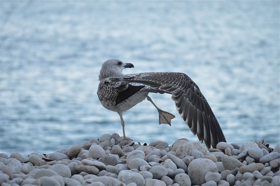 bird, wings, pebbles, animal wildlife, animals in the wild HD wallpaper