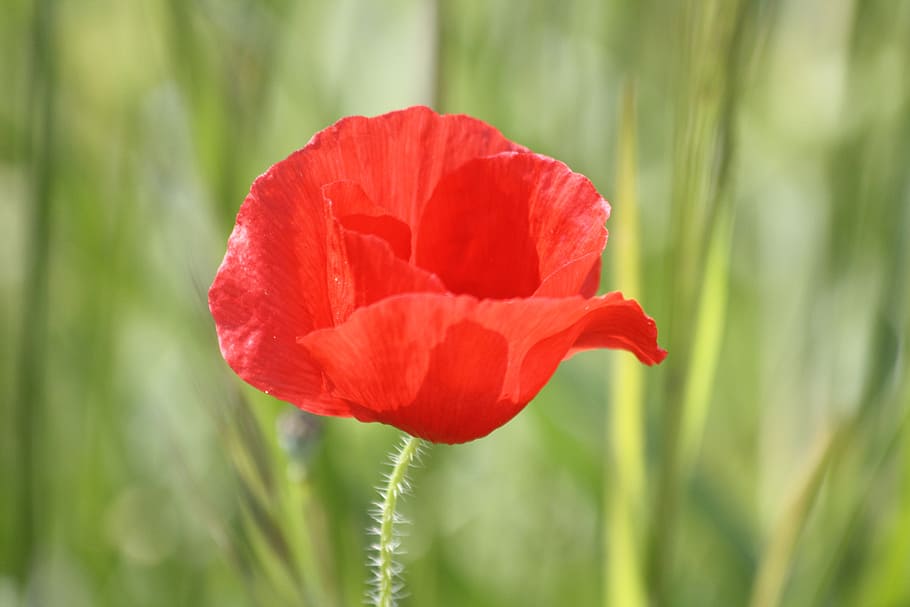poppy, flower, fields, spring, nature, wild flower, flowering plant HD wallpaper