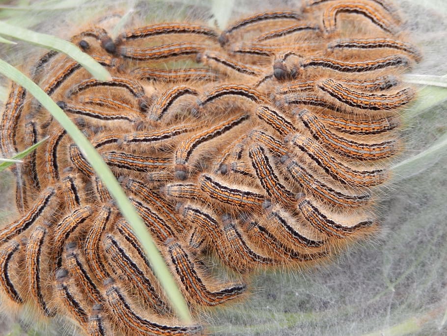 caterpillars, insects, nature, close-up, fossil, animal, no people HD wallpaper