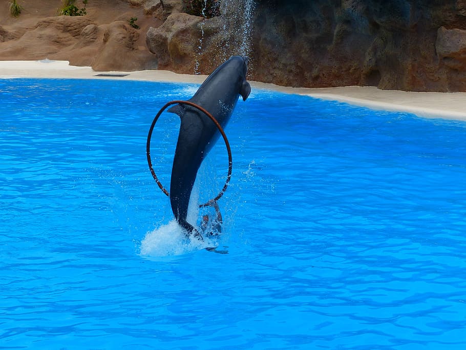 dolphin, jump, ring, jump through, artistry, dolphin show, demonstration HD wallpaper