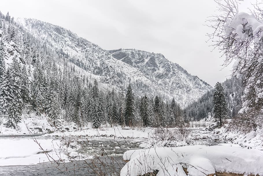 winter, tree, river, snow, cold temperature, mountain, plant HD wallpaper