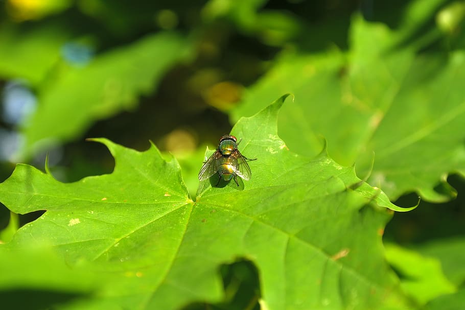 goldfliege, fly, insect, leaves, tree, maple, lucilia sericata