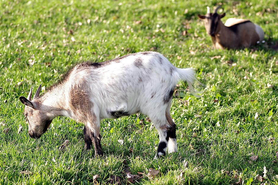 HD wallpaper: goat, goats, village, backyard, meadow, animal, horns ...