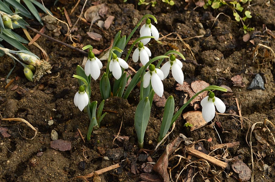 snowdrop, flowers, spring, spring flowers, white flower, tenderness HD wallpaper