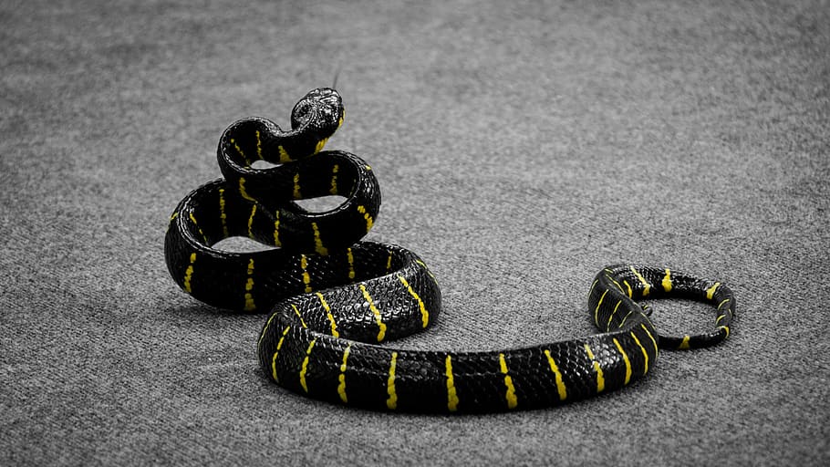 Wallpaper ID 287885  rattlesnake toxic snake dangerous terrarium viper 4k  wallpaper free download