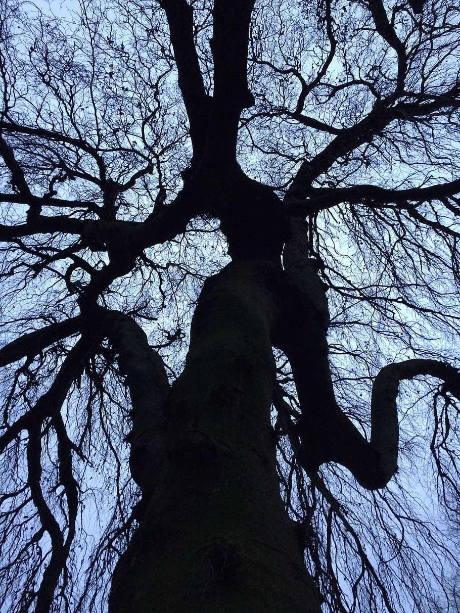 tree, graphic, contrast, silhouette, low angle view, plant HD wallpaper