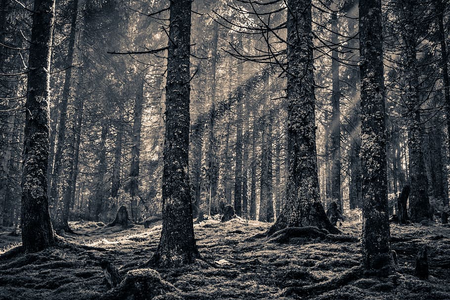 greyscale photography of baretrees, forest, pine forest, black and white HD wallpaper