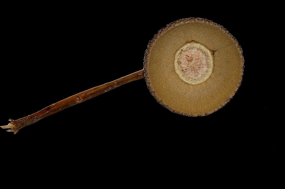 acorns, shell, nature, studio shot, black background, indoors HD wallpaper