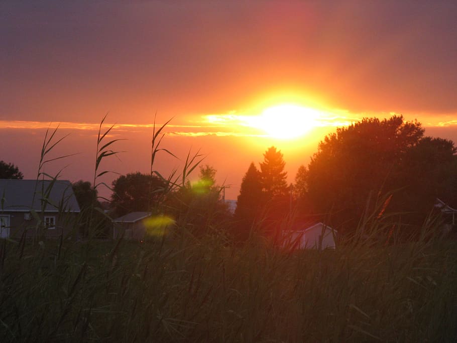 light, sun, sunrise, sunset, nature, landscape, sky, plant HD wallpaper
