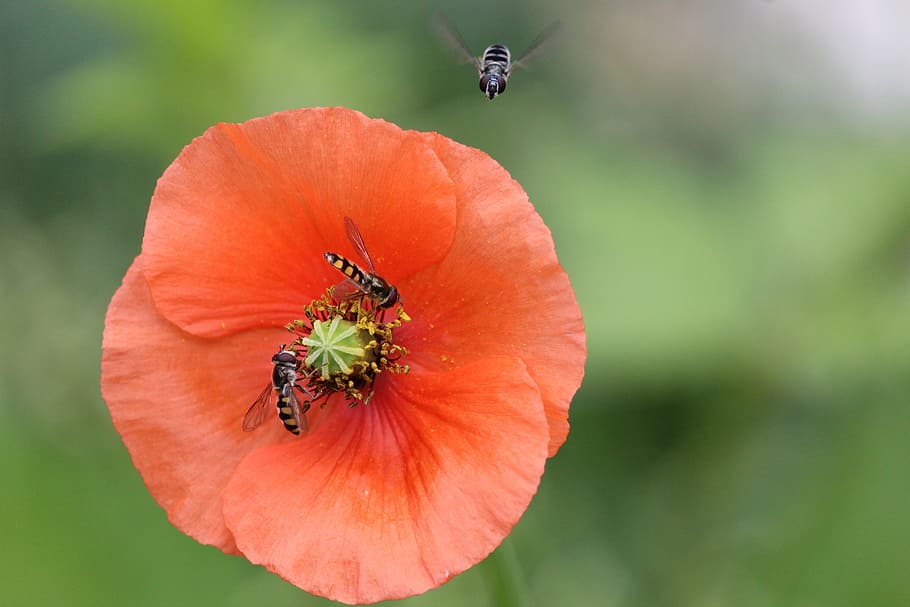 fly, flies, bee, bees, insect, insects, poppy, flower, pollen HD wallpaper