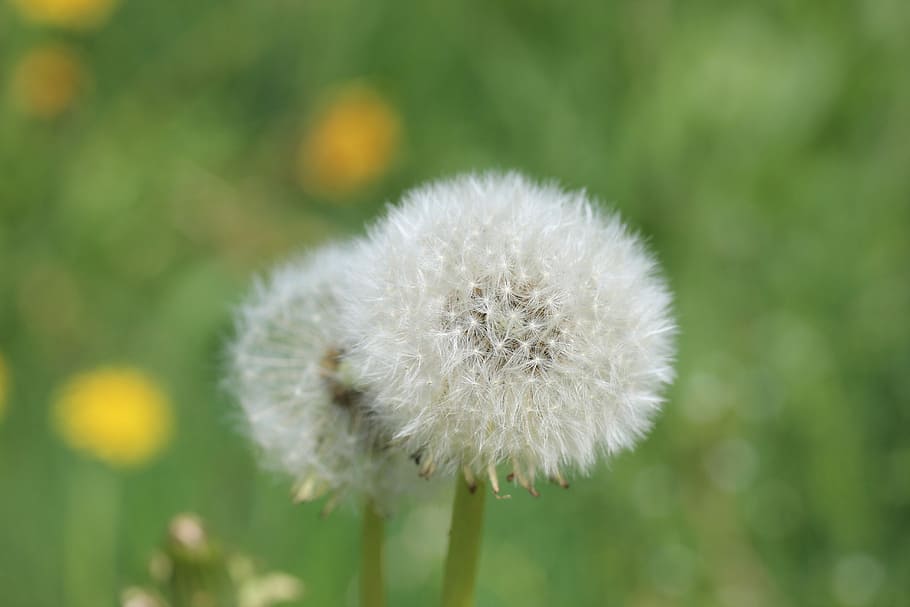 Meadow, Common Dandelion, spring, plant, faded, flower, blossomed out HD wallpaper