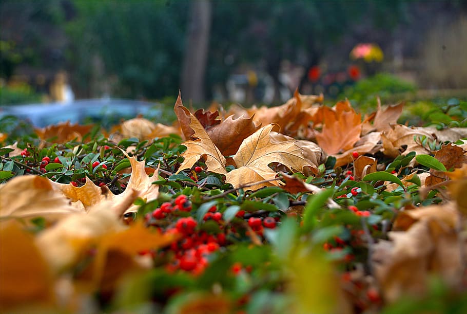 dry leaves on green grass, nature, autumn, dry leaf, plant HD wallpaper