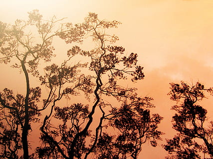 fog-covered trees, blaze, wild fire, sun, burn, flame, heat HD wallpaper