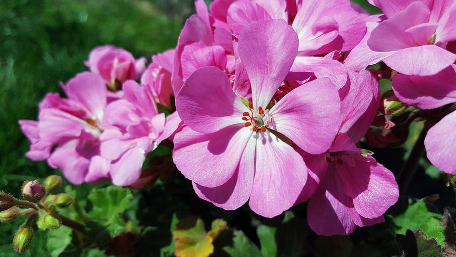 Pink, Geranium, Flower, pink geranium, geranium flower, pelargonium HD wallpaper