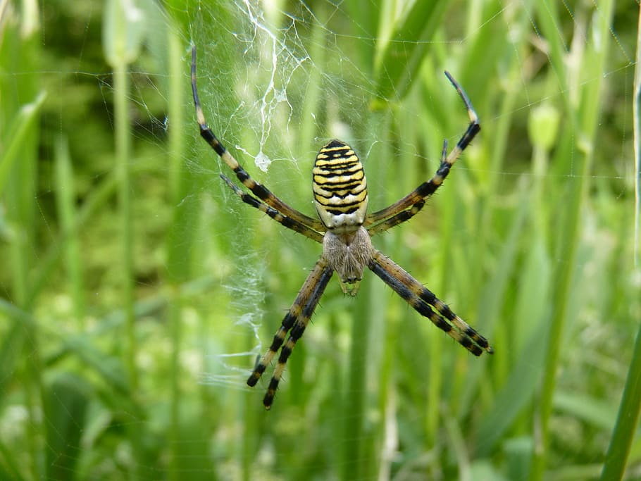 Spider, Nature, Creature, Toxic, Cobweb, animal, one animal HD wallpaper