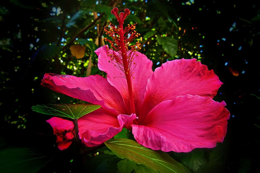 HD wallpaper: hibiscus, flower, red, shoe flower, rosa sinensis, tropical |  Wallpaper Flare