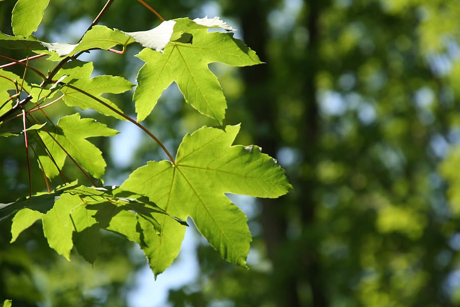 tree, maple, leaf, forest, plant part, green color, growth HD wallpaper