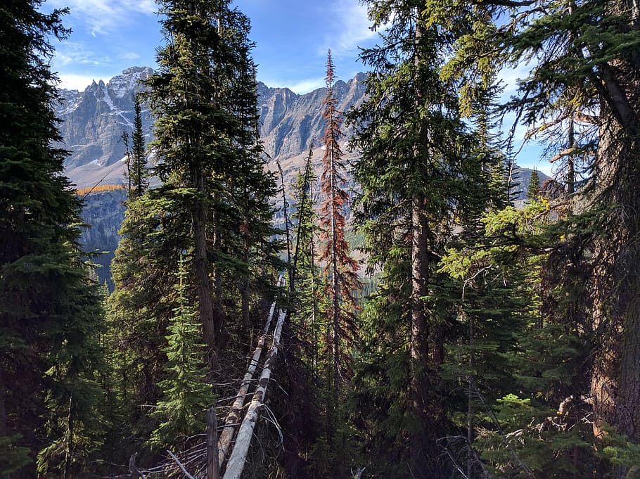 mountain, mountains, alberta, nature, forest, tree, outdoors HD wallpaper