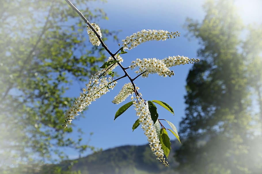tree, bush, nature, green, landscape, plant, sky, garden, blossom HD wallpaper
