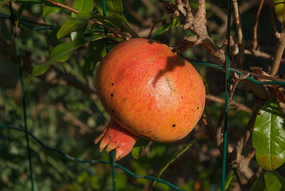 Fruit, Grenade, Exotic, exotic fruit, fruit juice, food and drink HD wallpaper