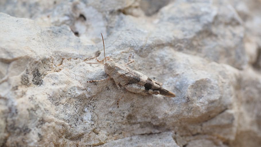 brown locust standing on rock, oedipoda caerulescens, grasshopper