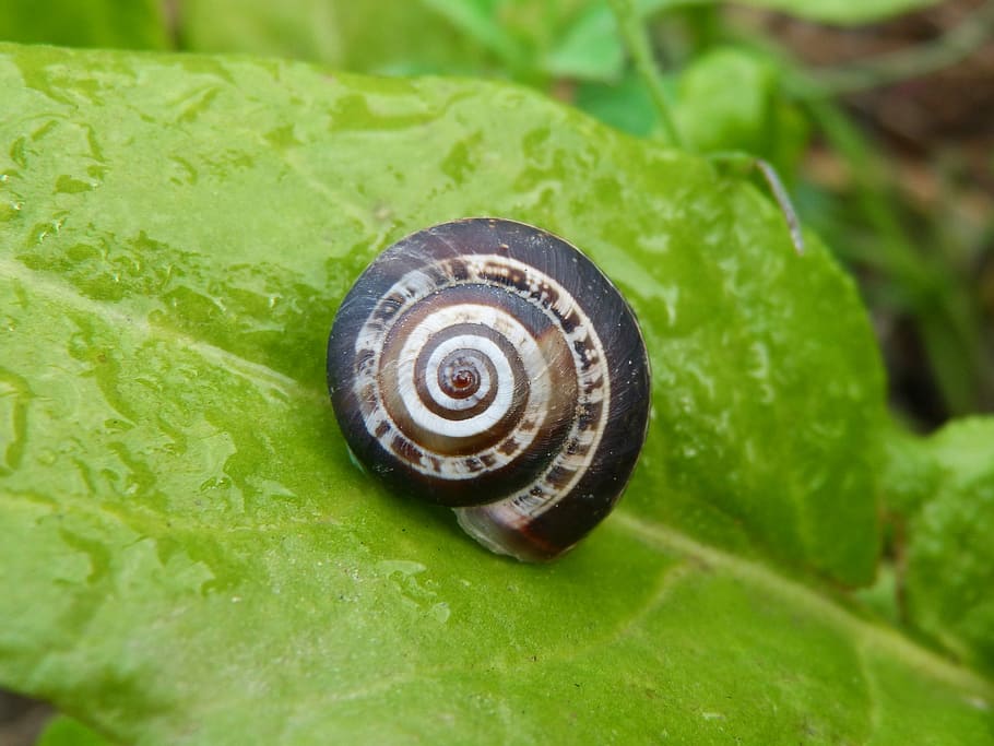 Snail, Leaf, Chard, Moisture, animal, slimy, nature, mollusk HD wallpaper