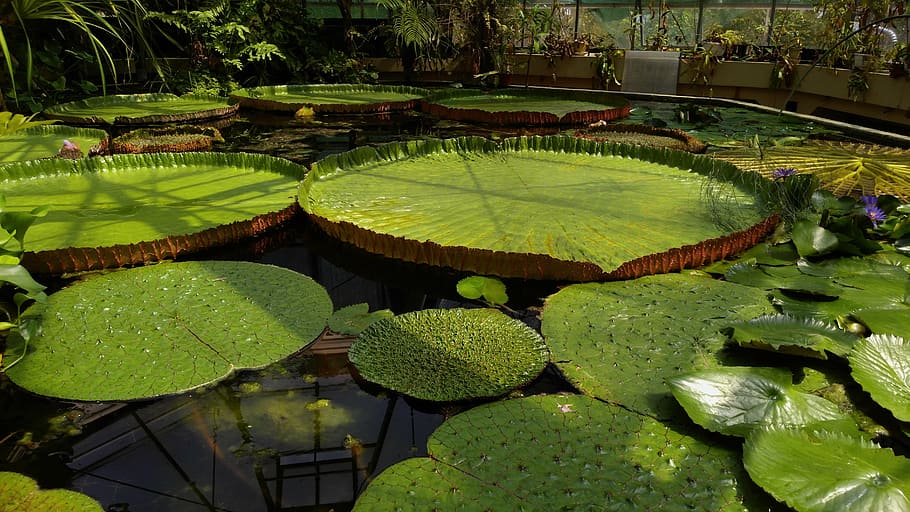 green waterlily pads, jardin des plantes, budapest, float, lotus, HD wallpaper