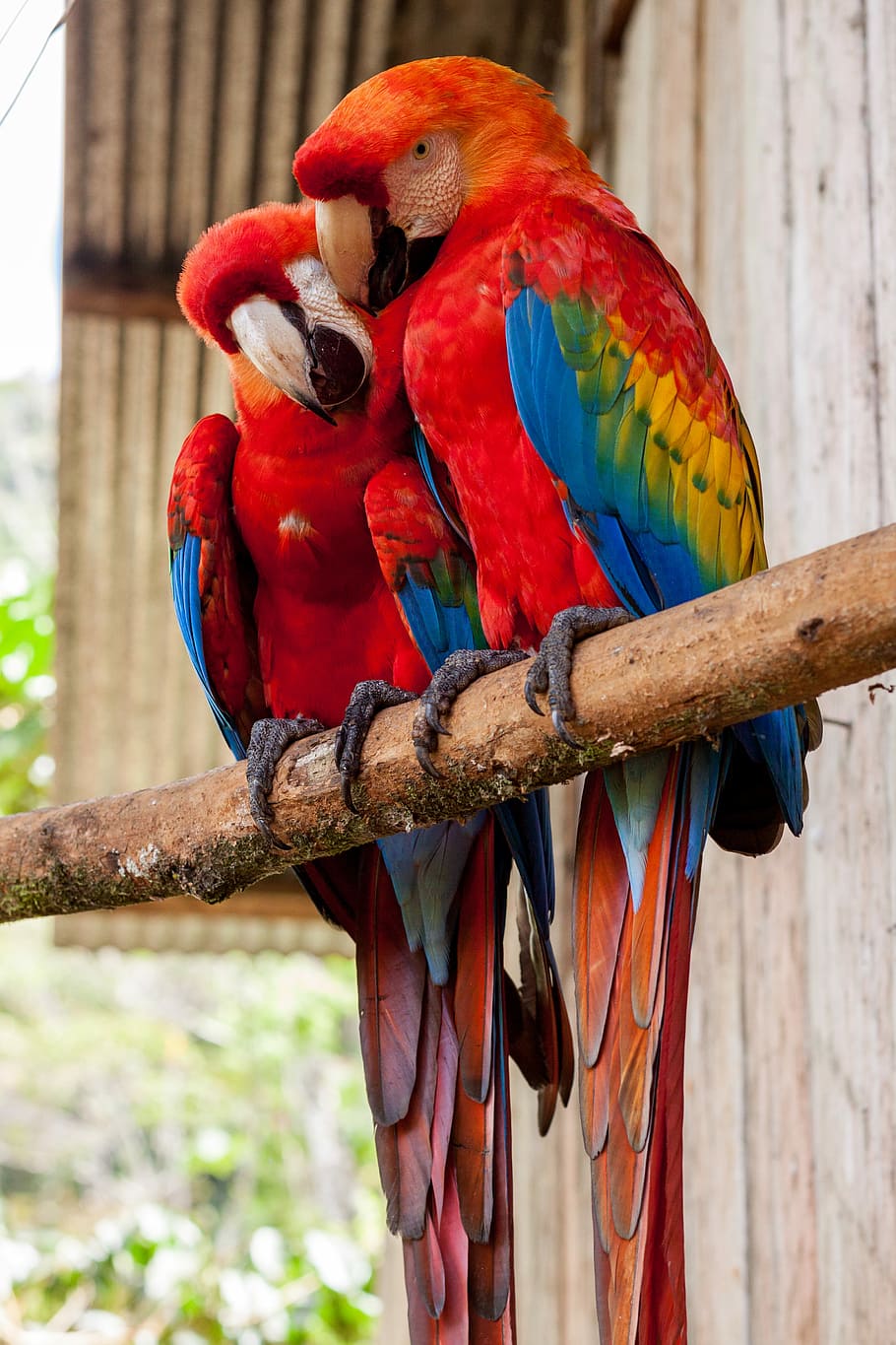 two red parrots on stick, two red macaws on wood branch near wooden house