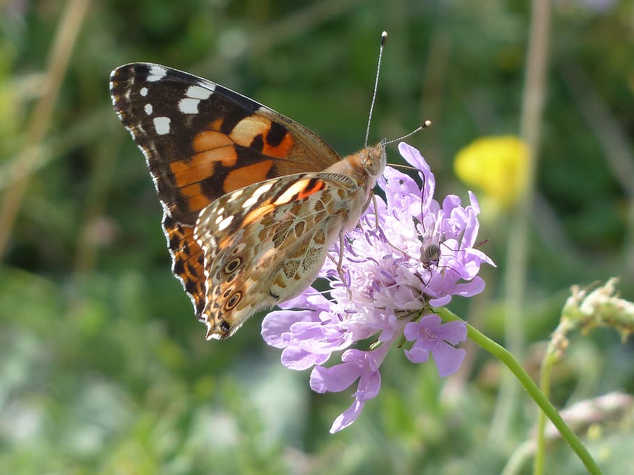 painted lady, butterfly, vanessa cardui, cynthia cardui, edelfalter, HD wallpaper