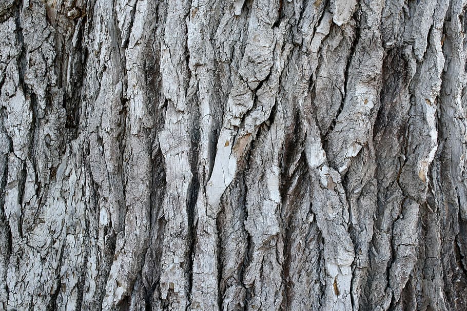 gray tree trunk, grooved pine bark, old tree, plant, background, HD wallpaper
