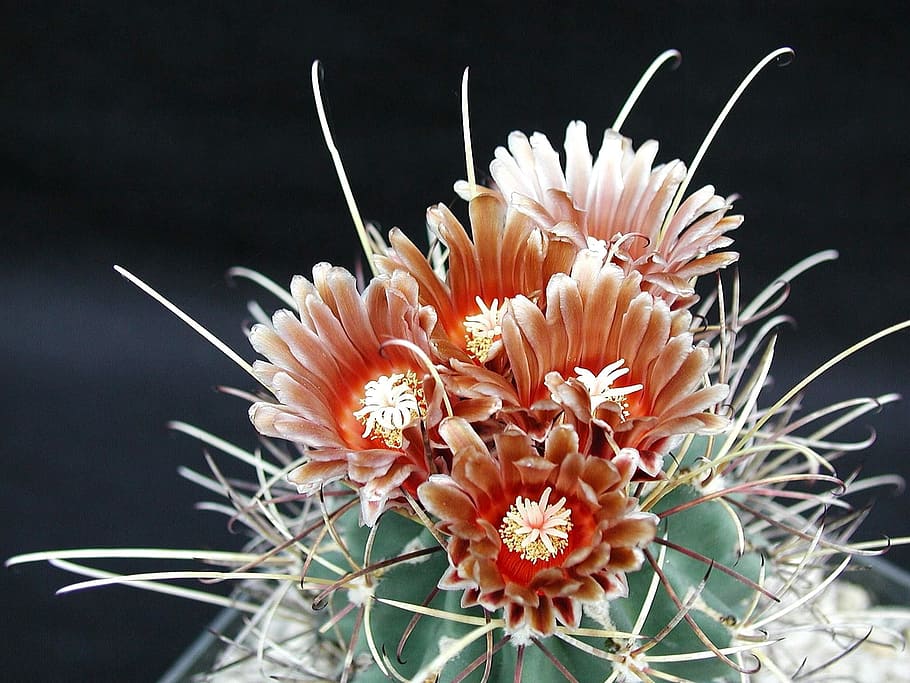 Cactus, Flowers, Plants, Flora, Thorn, desert, sharp, macro HD wallpaper