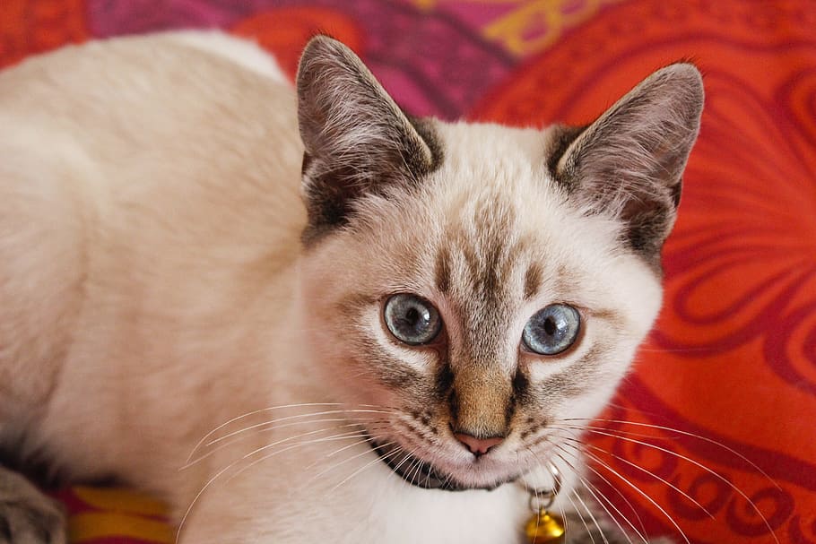Siamese cat with bell, feline, cute, fluffy, young, domestic HD wallpaper